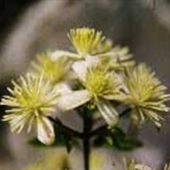 Clematis - Clematis vitalba - Skogsclematis