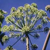 Angelica - Angelica archangelica - Fjällkvanne