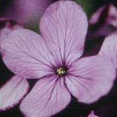 Moneyplant - Lunaria annua - Judaspenningar