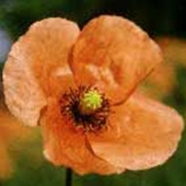 Poppy (Red) - Papaver rhoeas - Kornvallmo