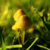 Mycena – Mycena polygramma – Silverhätta