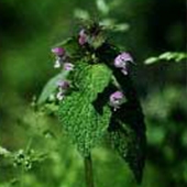 Red Henbit - Lamimum purpureum - Röd plister