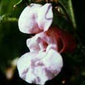 Impatiens - Impatiens glandulifera - Jättebalsamin