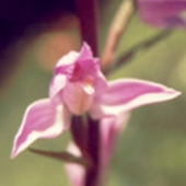 Orchid – Cephalantera rubra – Rödsyssla