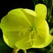 Evening Primrose - Oenothera lamarckina - Jättenattljus