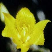 Yellow Star Tulip - Calochortus monophyllus