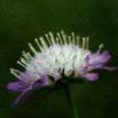 Field Scabious - Knautia arvensis - Åkervädd