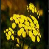 Tansy - Tanacetum vulgare - Renfana