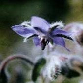 Borage - Borago officinalis - Gurkört