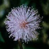 Sensitive Weed - Mimosa pudica - Sensitiva