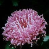 Purple Flower - Centratherum punctatum - tillhör familjen Asteraceae