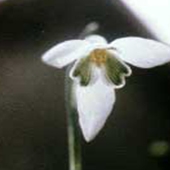 Snowdrop - Galanthus nivalis - Snödroppe