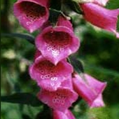 Foxglove - Digitalis purpurea - Fingerborgsblomma