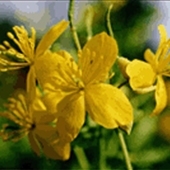 Greater Celandine - Chelionium majus - Skelört