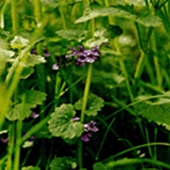 Ground Ivy - Glechoma hederacea - Jordreva