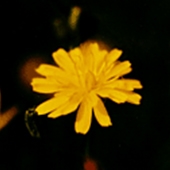 Smooth Hawksbeard - Crepis capilares - Grönfibbla