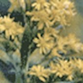 Goldenrod - Solidago officinalis - form av Gullris