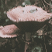 Giant Stropharia - Stropharia rugosoannulata - form av Skivling