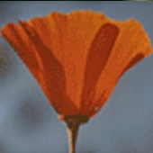 Californian Poppy - Eschscholzia californica - Sömntuta