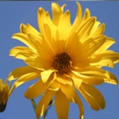Sunflower – Helianthus tuberosus – Solros