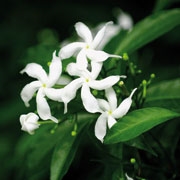 Jasmin Sambac 1ml