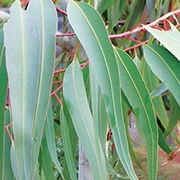 Eukalyptus citriodora Grand Cru Eko 10ml