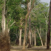 Sandelträ  Mysore 5ml