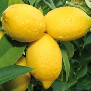 Citron Eko 10ml