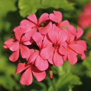 Geranium (rosen) Eko 5ml