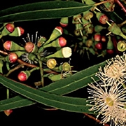 Eukalyptus radiata Eko 5ml